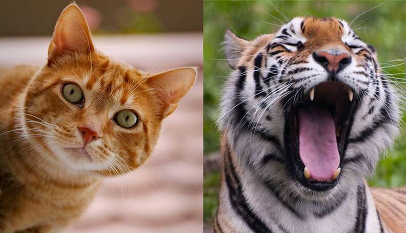 Take a Safe Tiger Selfie From Home? Here's How