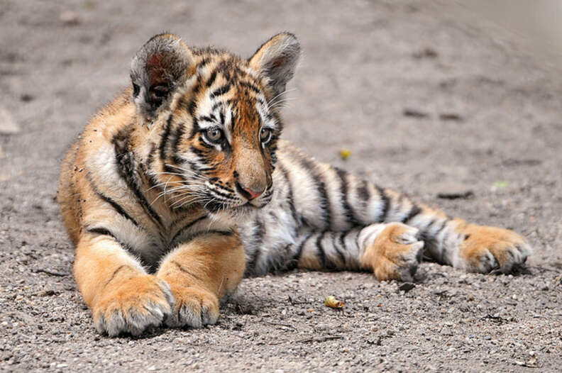 Brotherly love! Adorable tiger cubs act just like kittens when