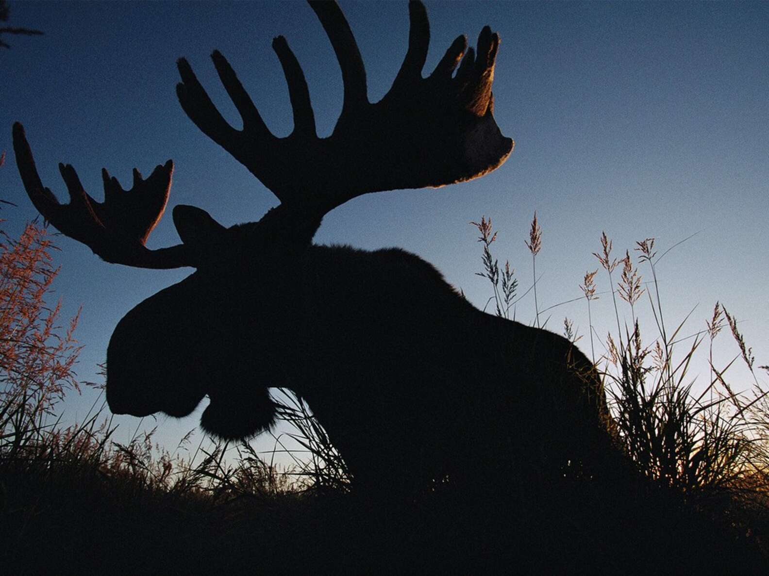 How Do Moose Get So Big Eating Plants? - The Dodo