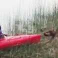 Dog Refuses To Let Friend Go Kayaking Without Him
