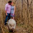 Pig Perfectly Photobombs All Of His Parents' Engagement Photos