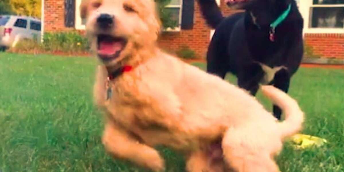 This Dog With 3 Paws Is Having The Best Summer - The Dodo