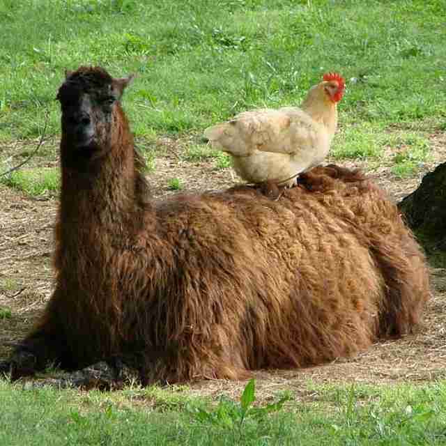 19 Llamas And Alpacas You Can T Even Believe Are Real