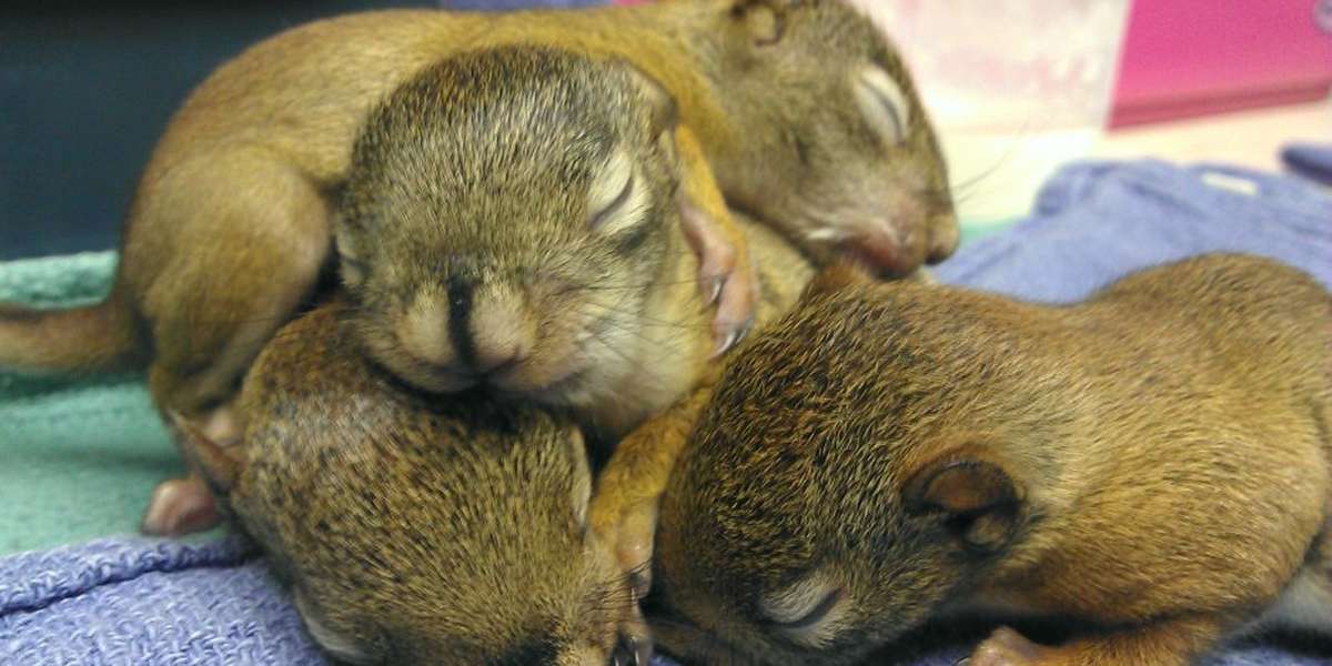 Hundreds Of Baby Squirrels Are Saved Every Year, Thanks To One Woman ...