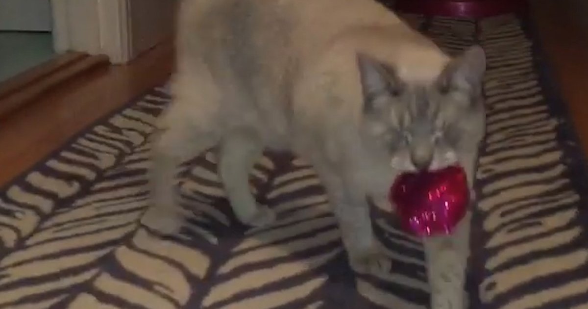 Nothing Can Hold Back These Two Blind Cats The Dodo