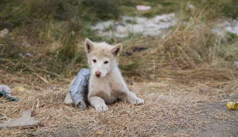 Neglected Sled Dog Saved With Makeshift Cast - The Dodo