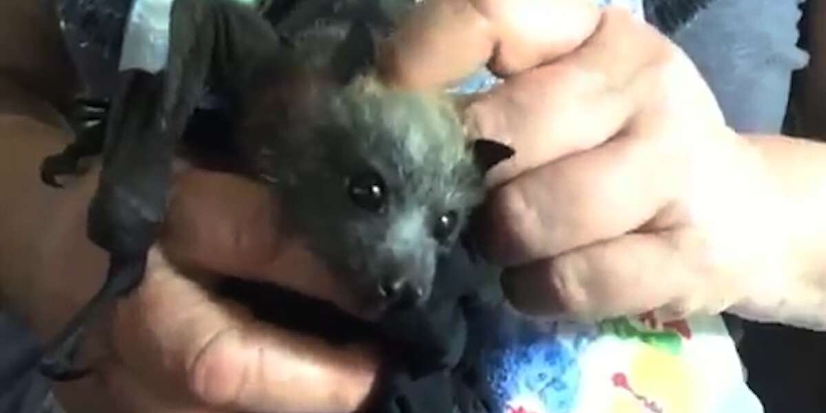 Rescued Baby Bat Is Learning How To Be Wild Videos The Dodo