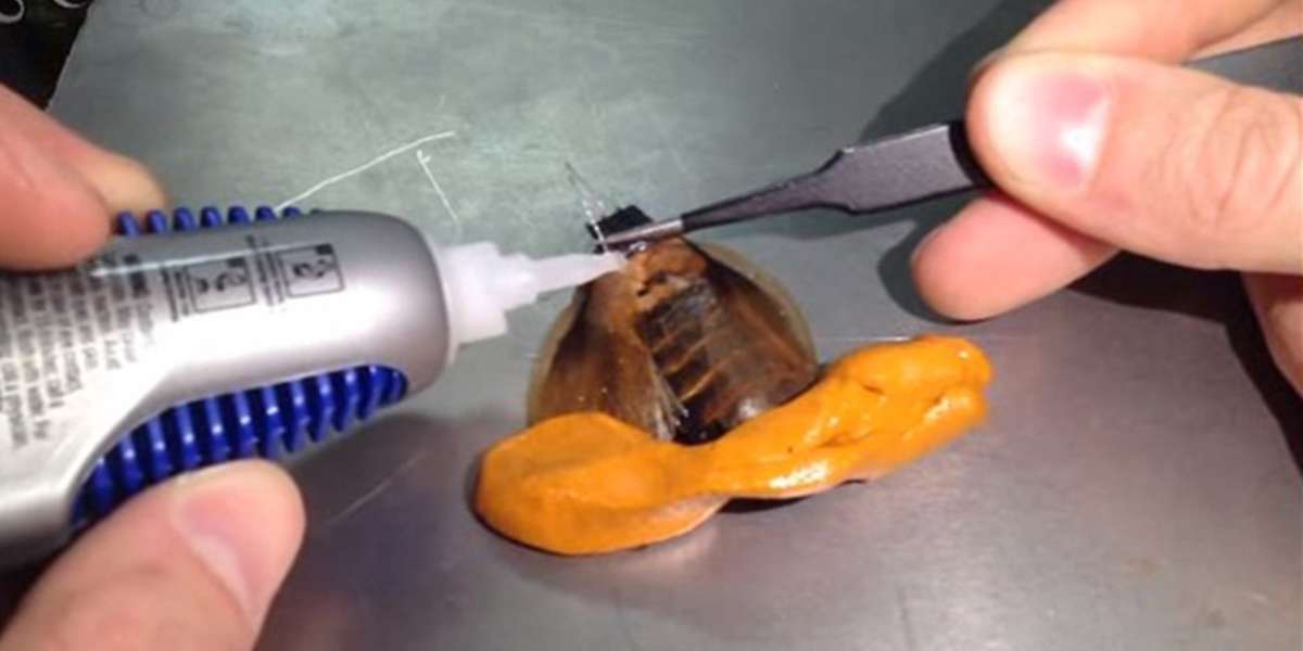 World’s Worst Toy Kit Lets You Turn A Cockroach Into A Robot - The Dodo