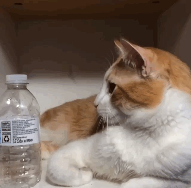 Q Why Do Cats Like Knocking Stuff Over? The Dodo