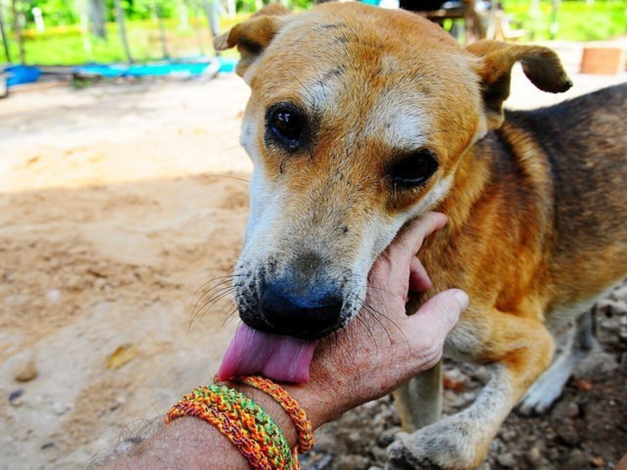 10 Questions You Should Always Ask A Pet Sitter The Dodo