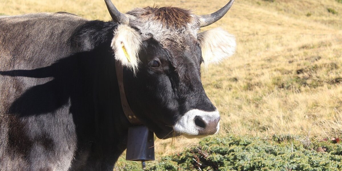 Study shows cows bothered by bells - SWI