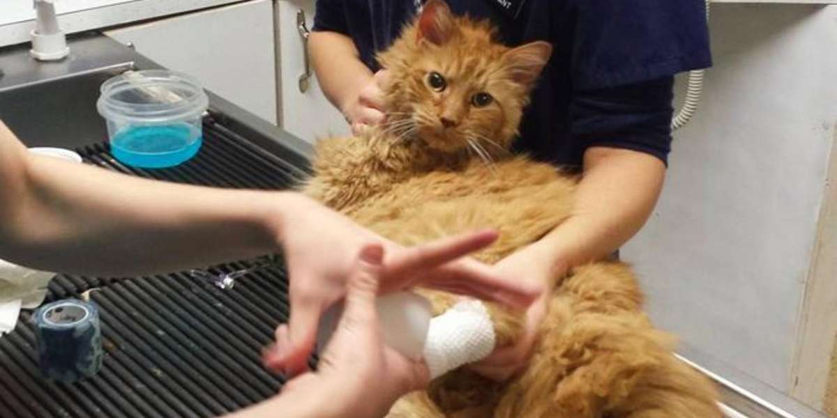 'Miracle' Cat Dies After Heroic Rescue [UPDATE] The Dodo