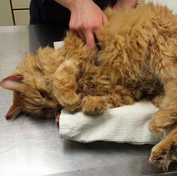 'Miracle' Cat Dies After Heroic Rescue [UPDATE] - The Dodo