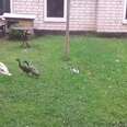 Kitten Plays Game of 'Duck, Duck, Goose' — With Actual Geese