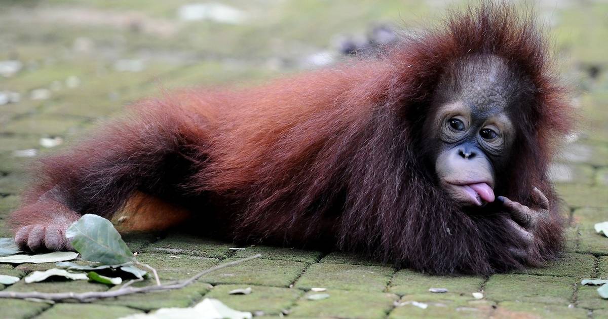 orangutan baby cute