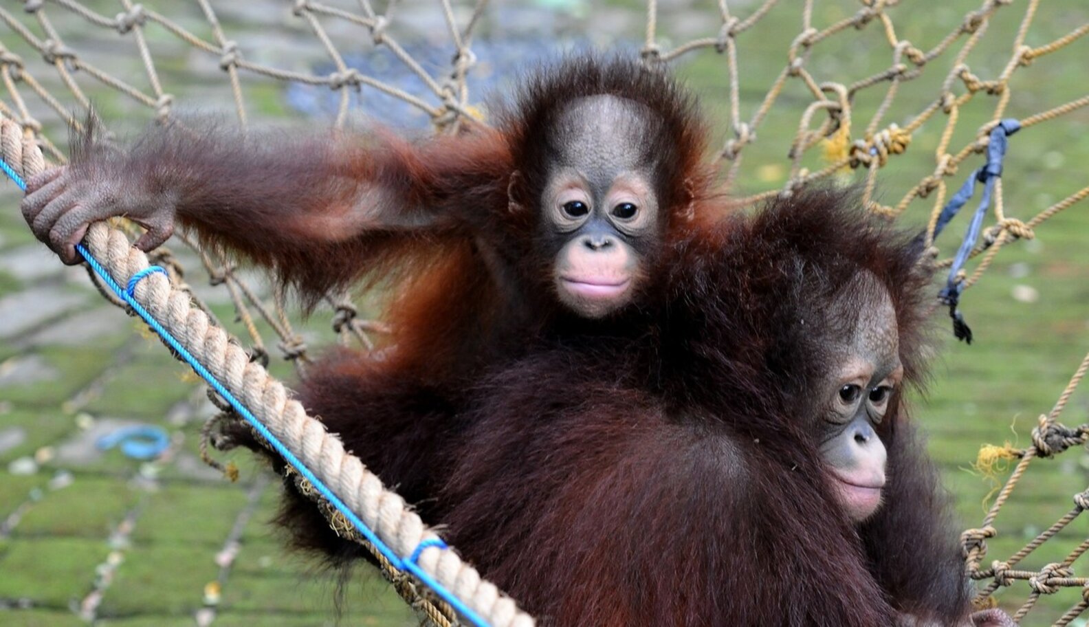 The Cutest Orangutan Brothers To Have Ever Lived Were