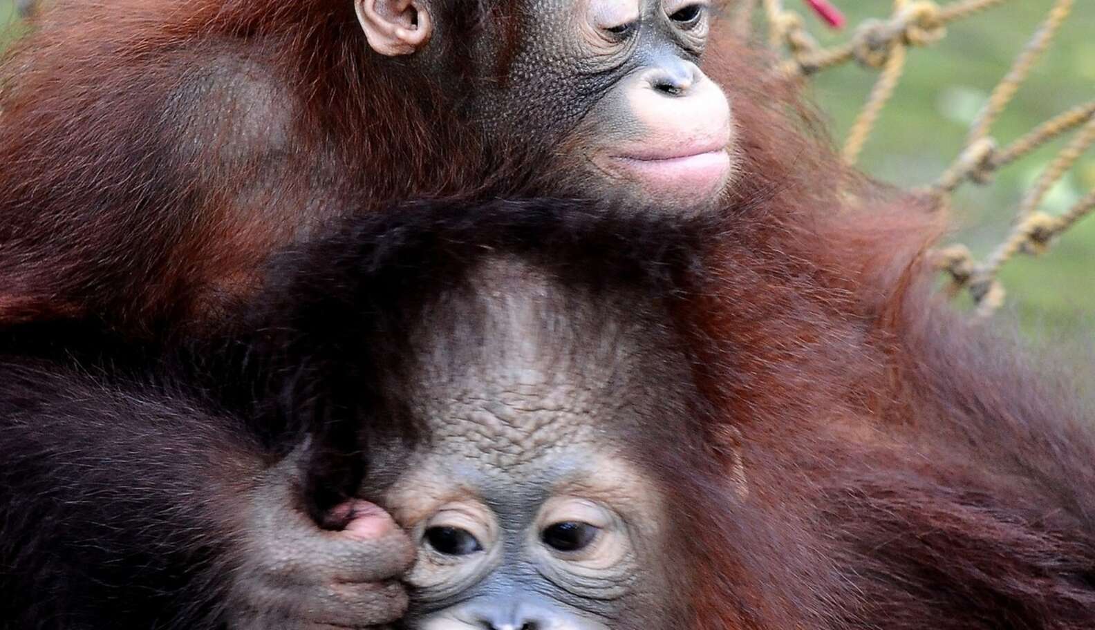 The Cutest Orangutan Brothers To Have Ever Lived Were Released Back ...