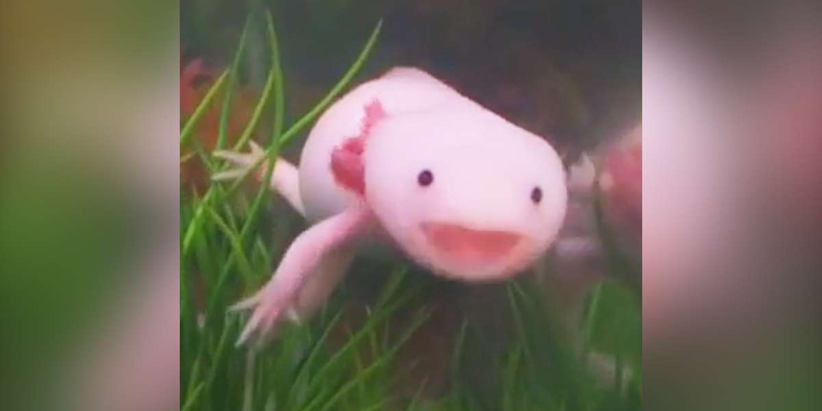 Axolotls Have The Best Smiles The Dodo