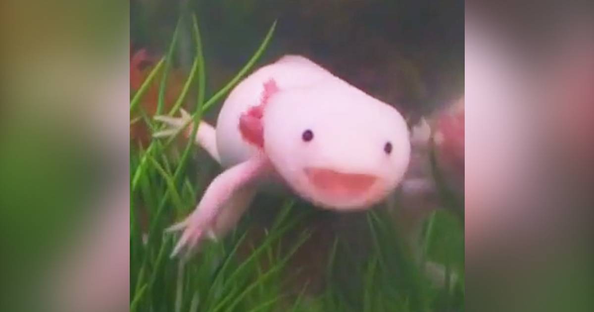 Axolotls Have The Best Smiles The Dodo