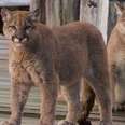 These 2 Cougars Were Killed — Just For Existing