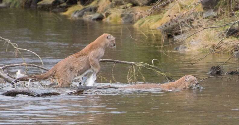 These 2 Cougars Were Killed — Just For Existing - The Dodo