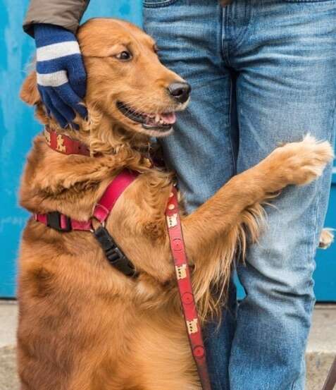 Golden retriever dog giving a hug in New York City