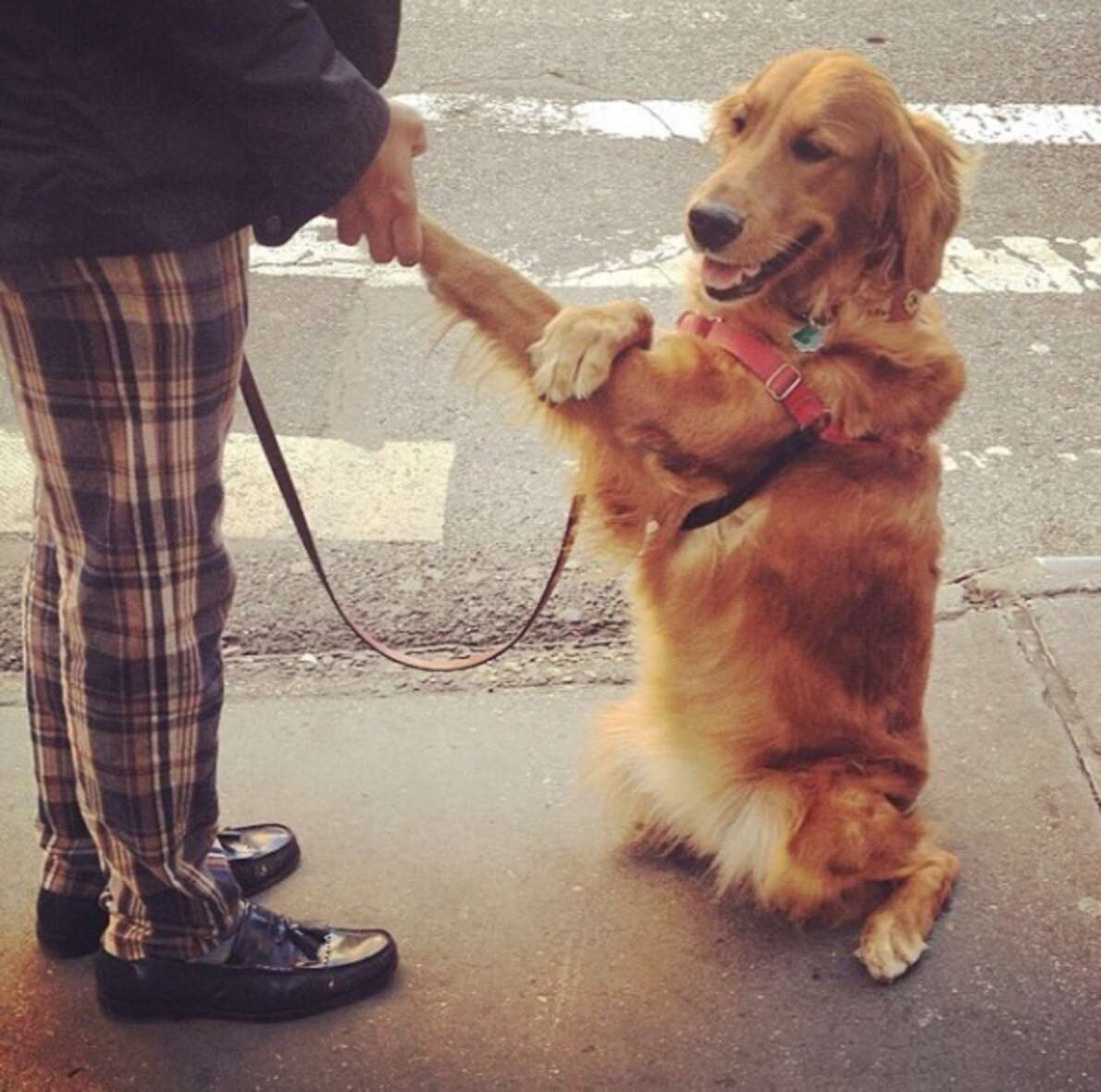 Dog Loves Hugging Everyone He Meets - The Dodo