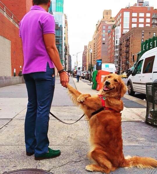 Loubie holding hands with her owner in NYC