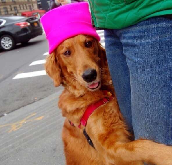 Loubie the hugging dog