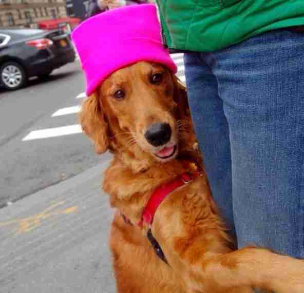 Dog Loves Hugging Everyone He Meets The Dodo