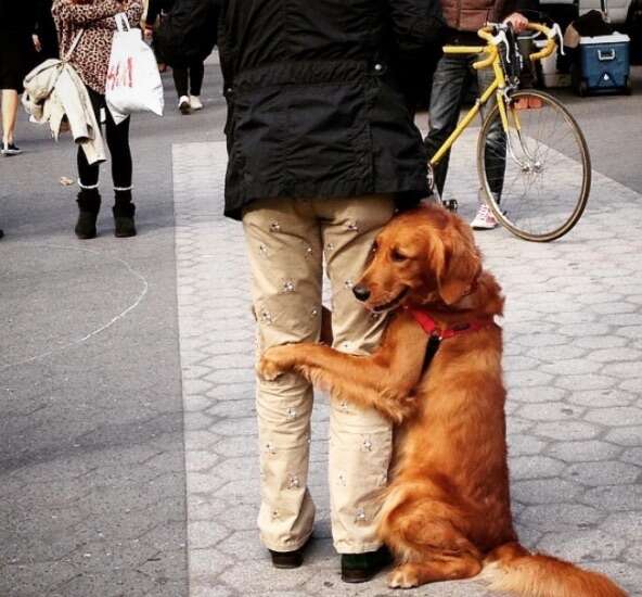 Loubie the hugging dog
