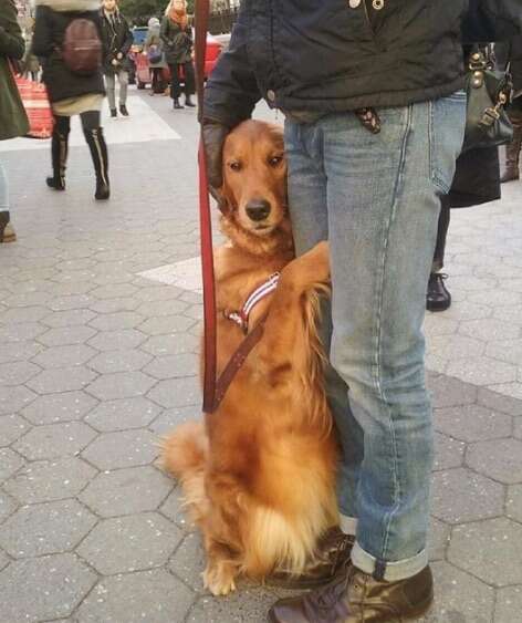 Loubie the hugging dog