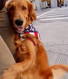 Loubie the hugging dog
