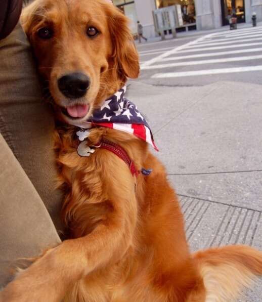 Loubie the hugging dog
