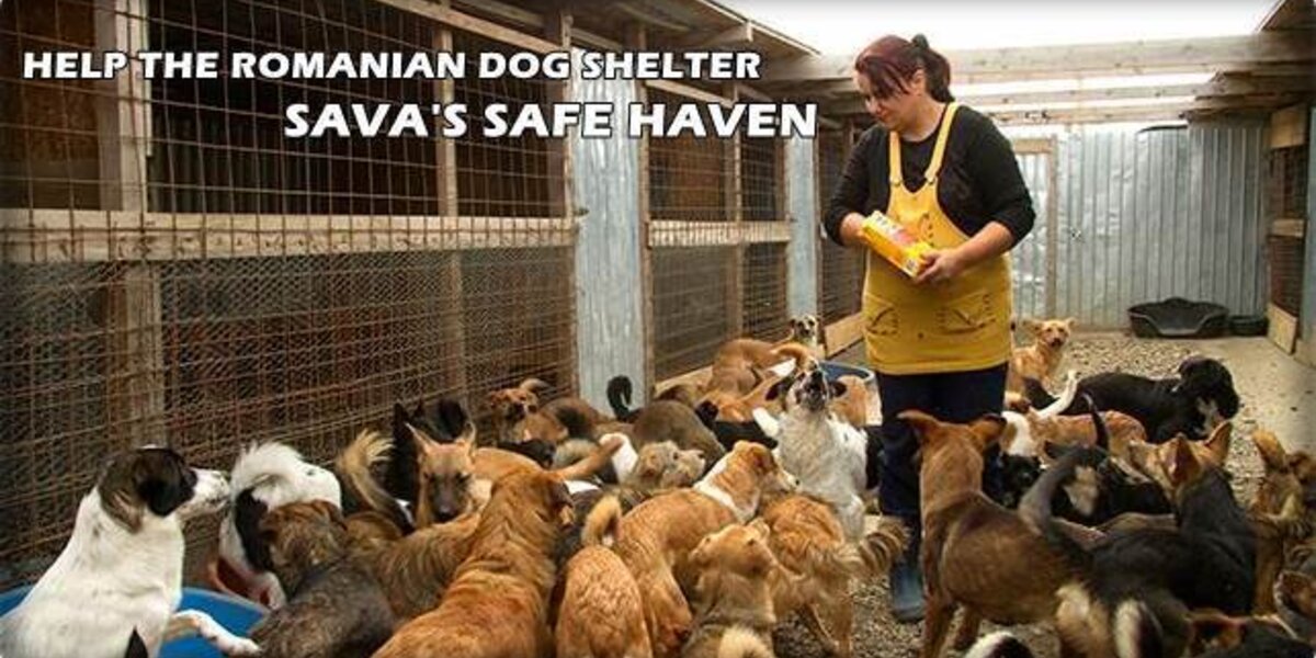 Safe haven online dog shelter