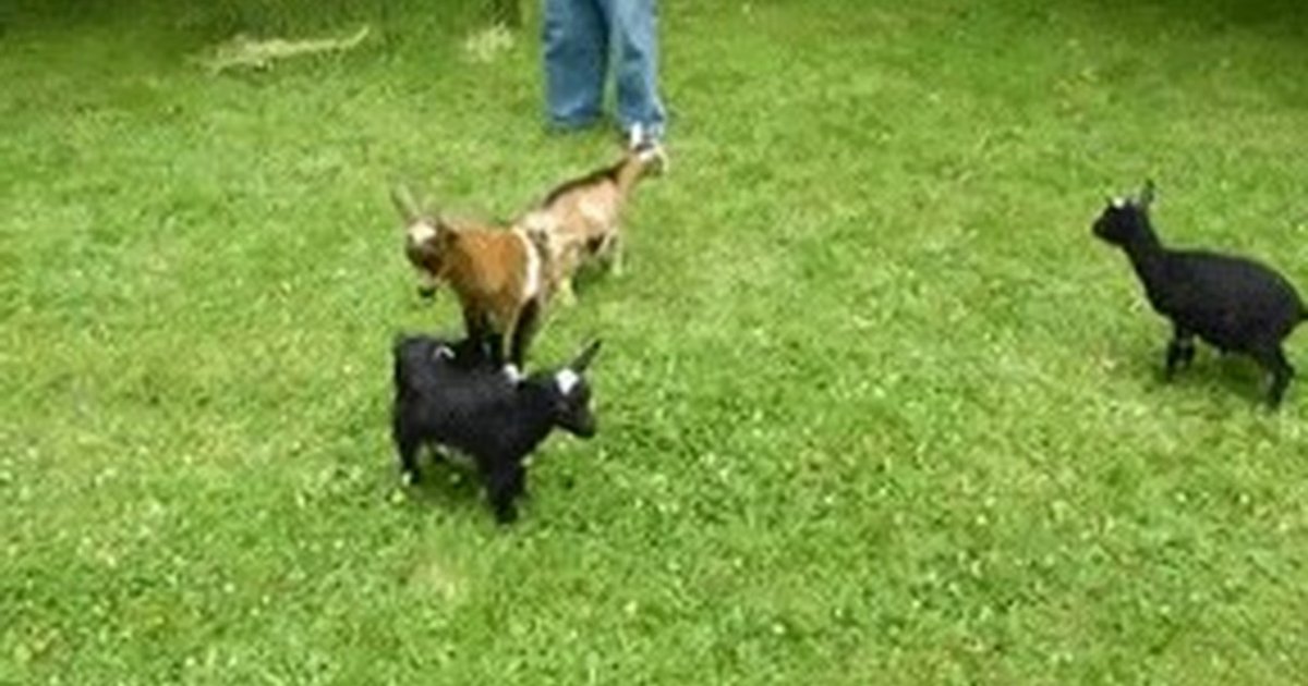 BrotherFlipping Goat Wins Best Animal GIF Of The Year The Dodo