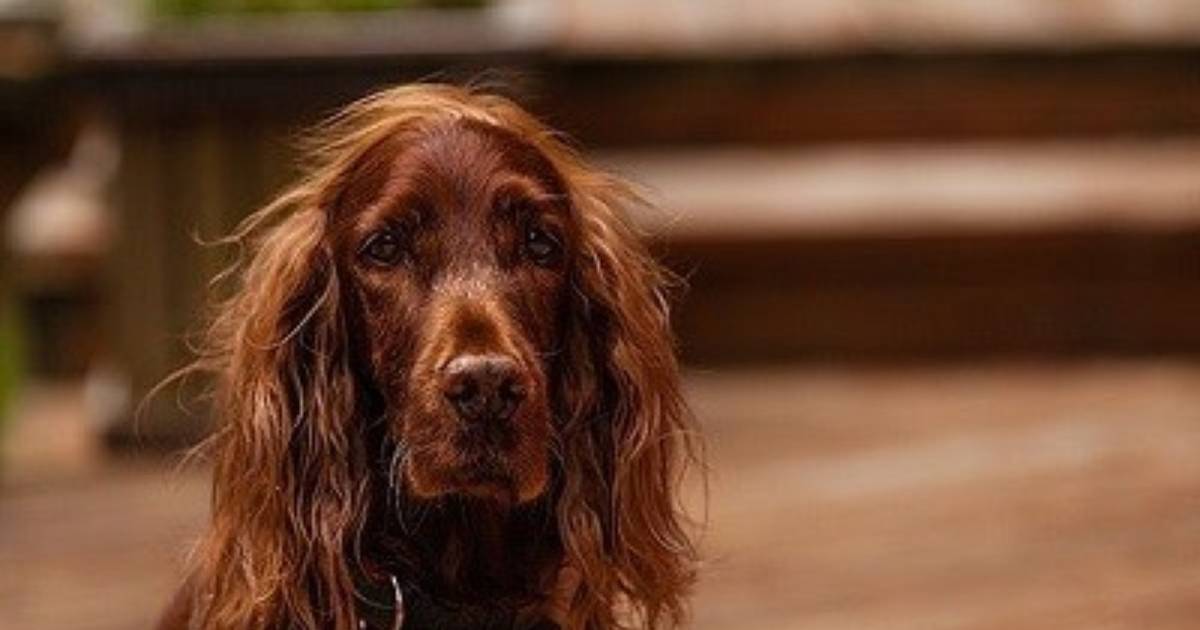 are irish setter puppies lazy