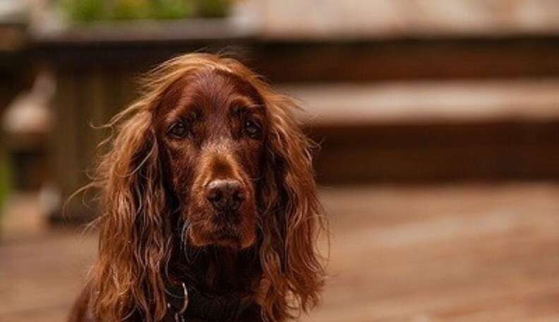 do irish setters like to cuddle