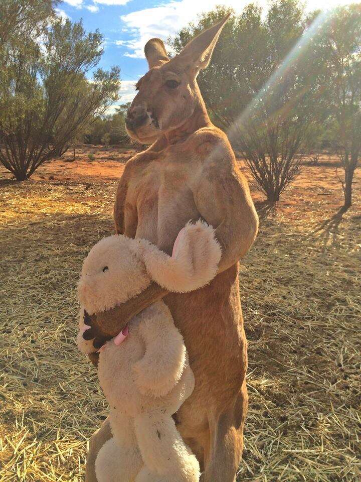 You Will Not Believe What This Tiny Kangaroo Looks Like Now - The Dodo