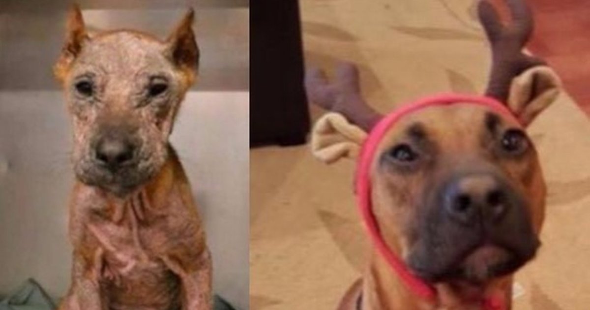 Love Transformed This Rescue Dog From ‘Horrible’ To Happy - The Dodo