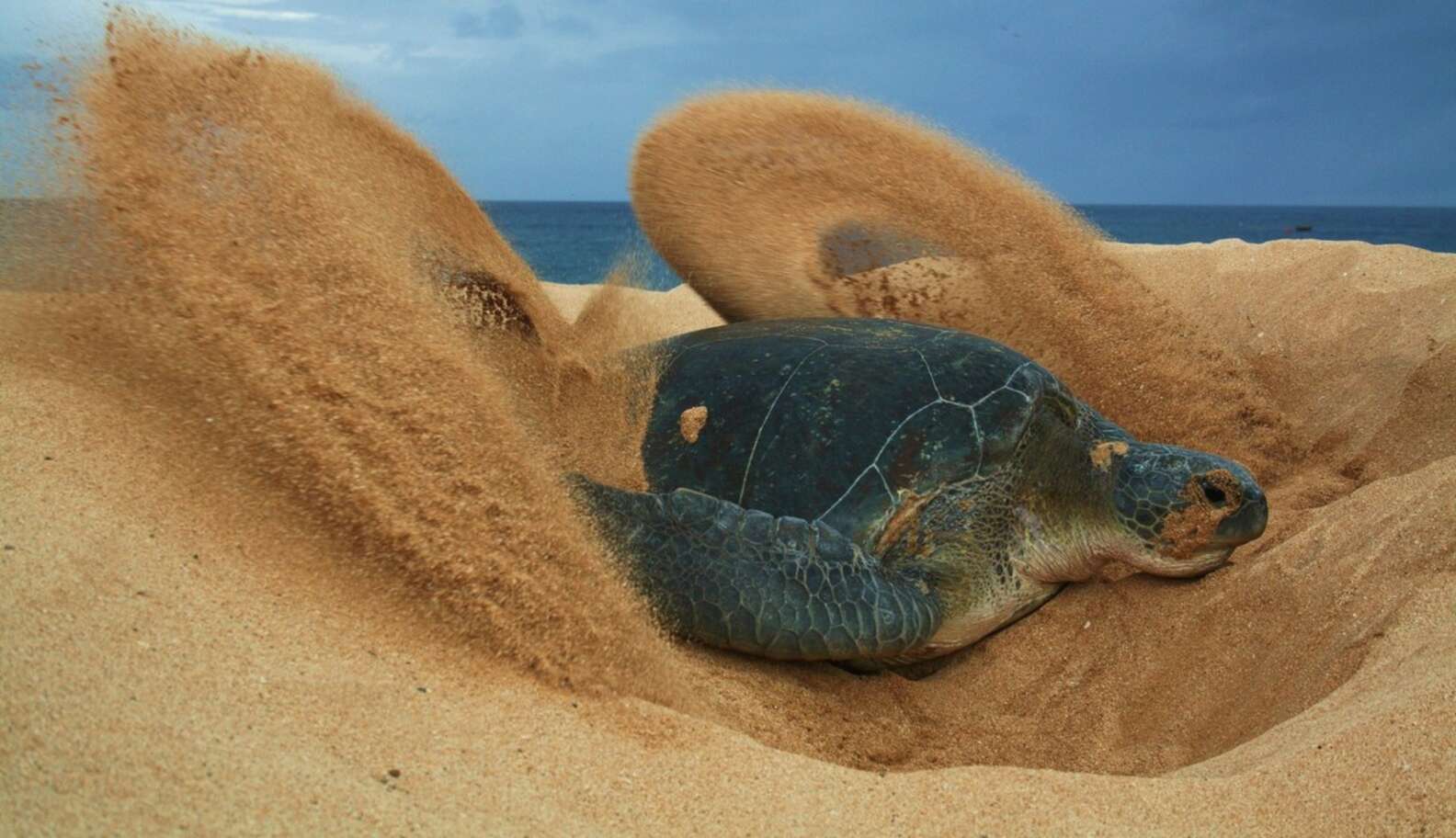 Turtles Are Slow It Took 70 Years But Green Sea Turtles Are Finally Flourishing The Dodo