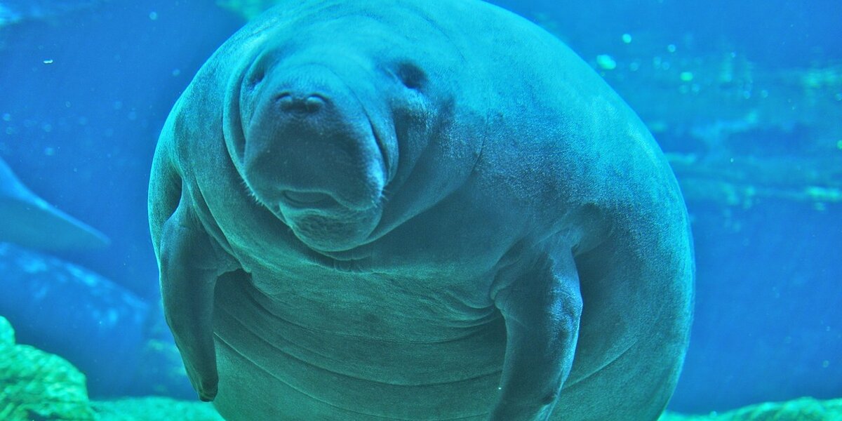 Manatee's Protected Species Status In Danger Because Of A Libertarian ...