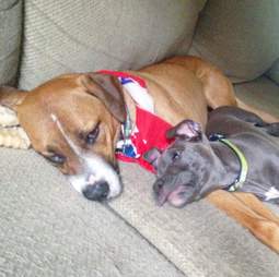 anxious dog gets a brother who helps him