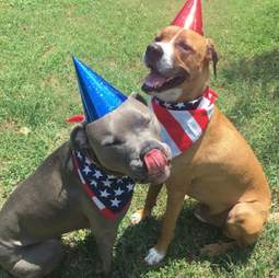 anxious dog gets a brother who helps him