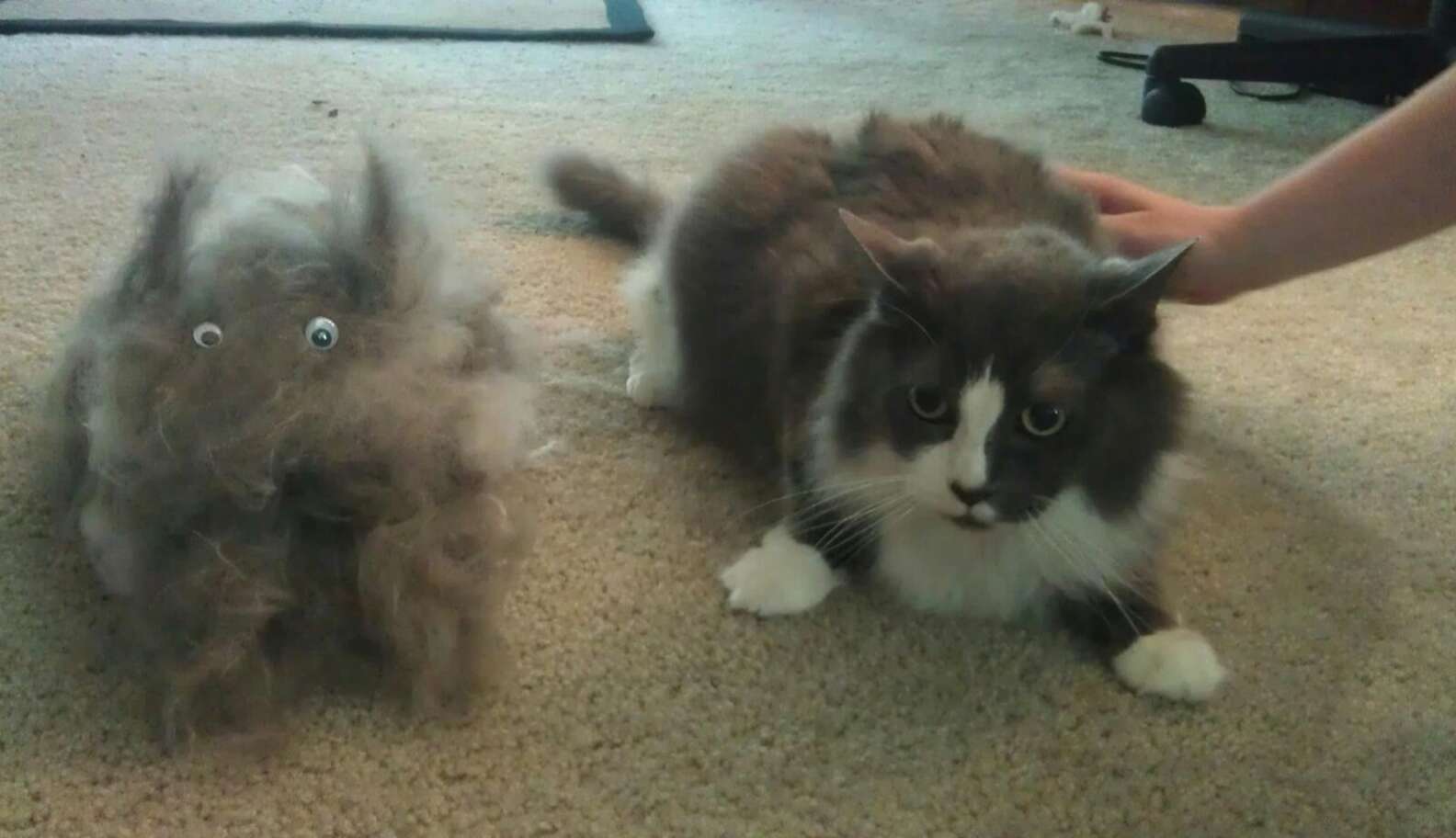 13 Cats Who Had Enough Hair To Create A Whole 'Nother Cat - The Dodo
