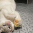 Shelter Cats Show You Why They Are Totally Lovable