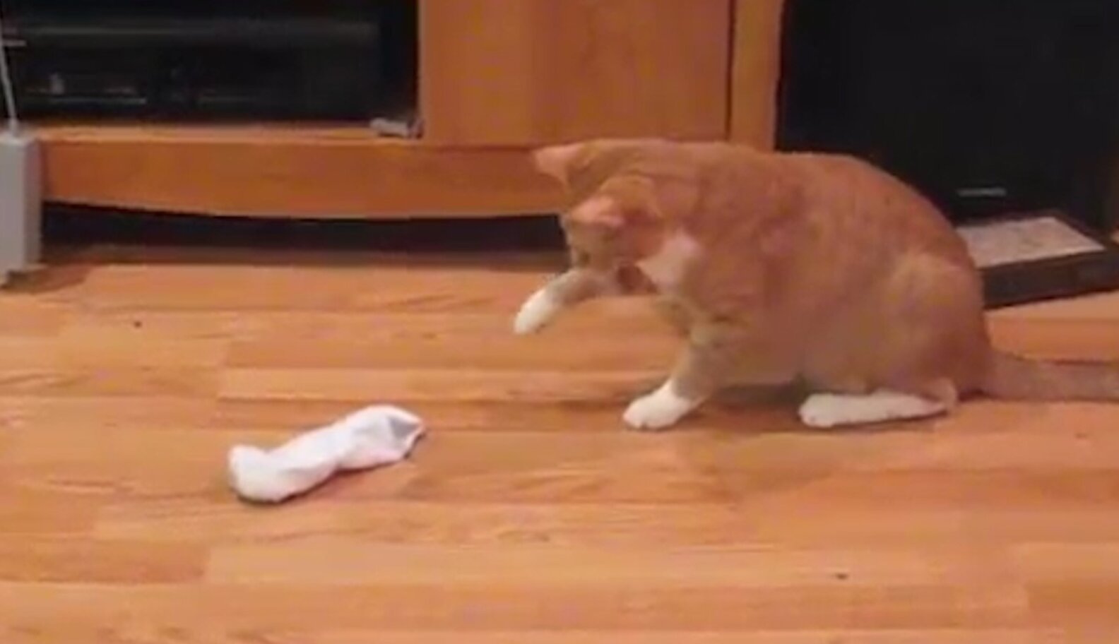 WATCH Cats vs. Socks The Dodo