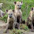 7 Unexpectedly Adorable Baby Animals