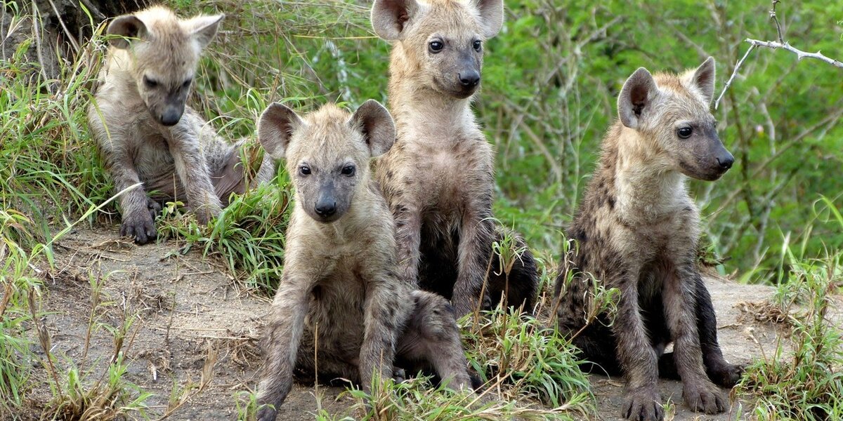 Hyena, Adopt Me! Wiki