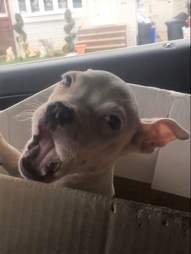 Puppy Being Sold On Craigslist Can T Stop Crying After Her Rescue The Dodo